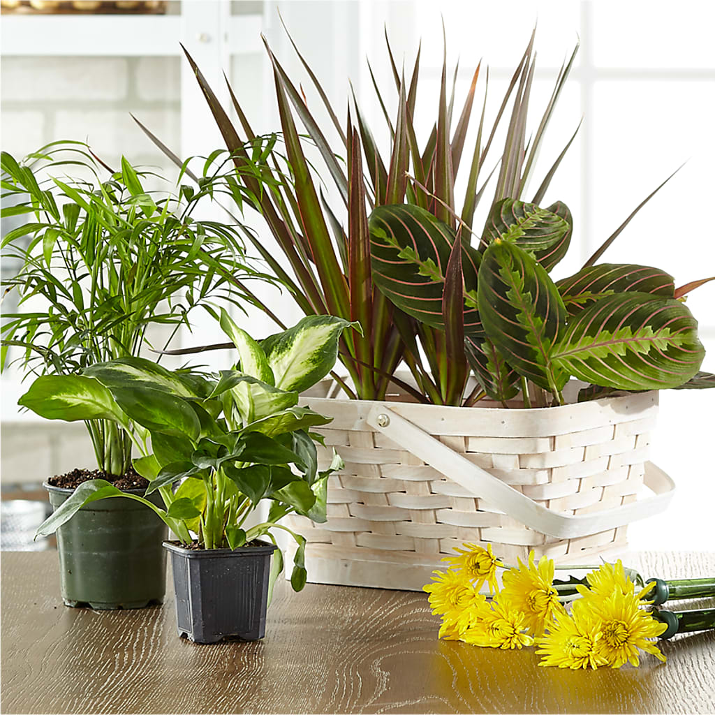 Florist Designed Blooming and Green Plants in a Basket – ANITA'S FLOWERS AND ICE CREAM LLC, Passaic NJ