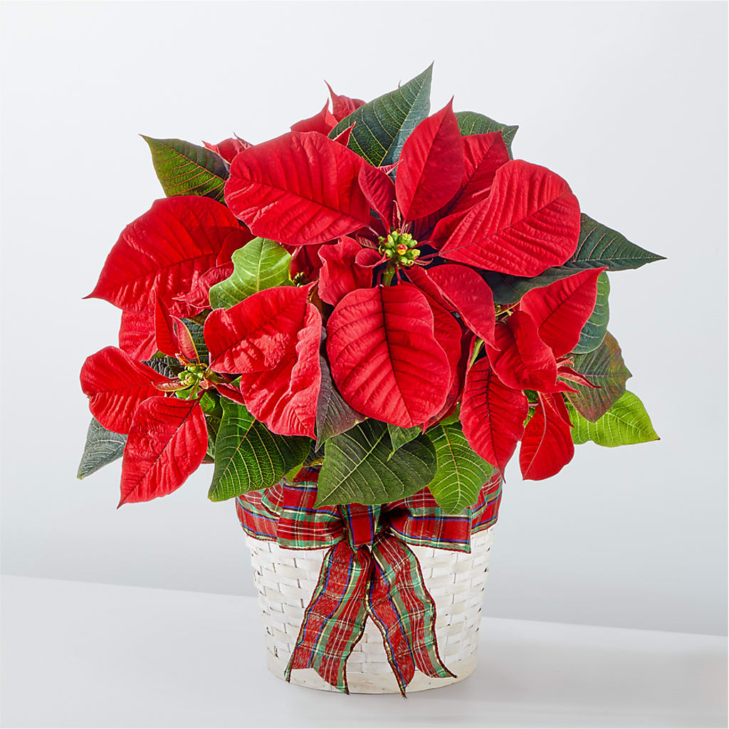 Happiest Holidays Poinsettia – ANITA'S FLOWERS AND ICE CREAM LLC, Passaic NJ