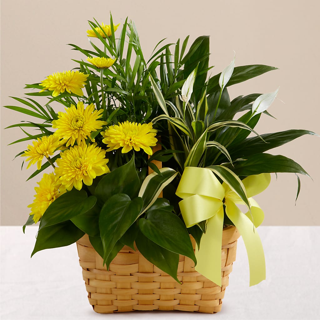Loving Light Dishgarden – ANITA'S FLOWERS AND ICE CREAM LLC, Passaic NJ