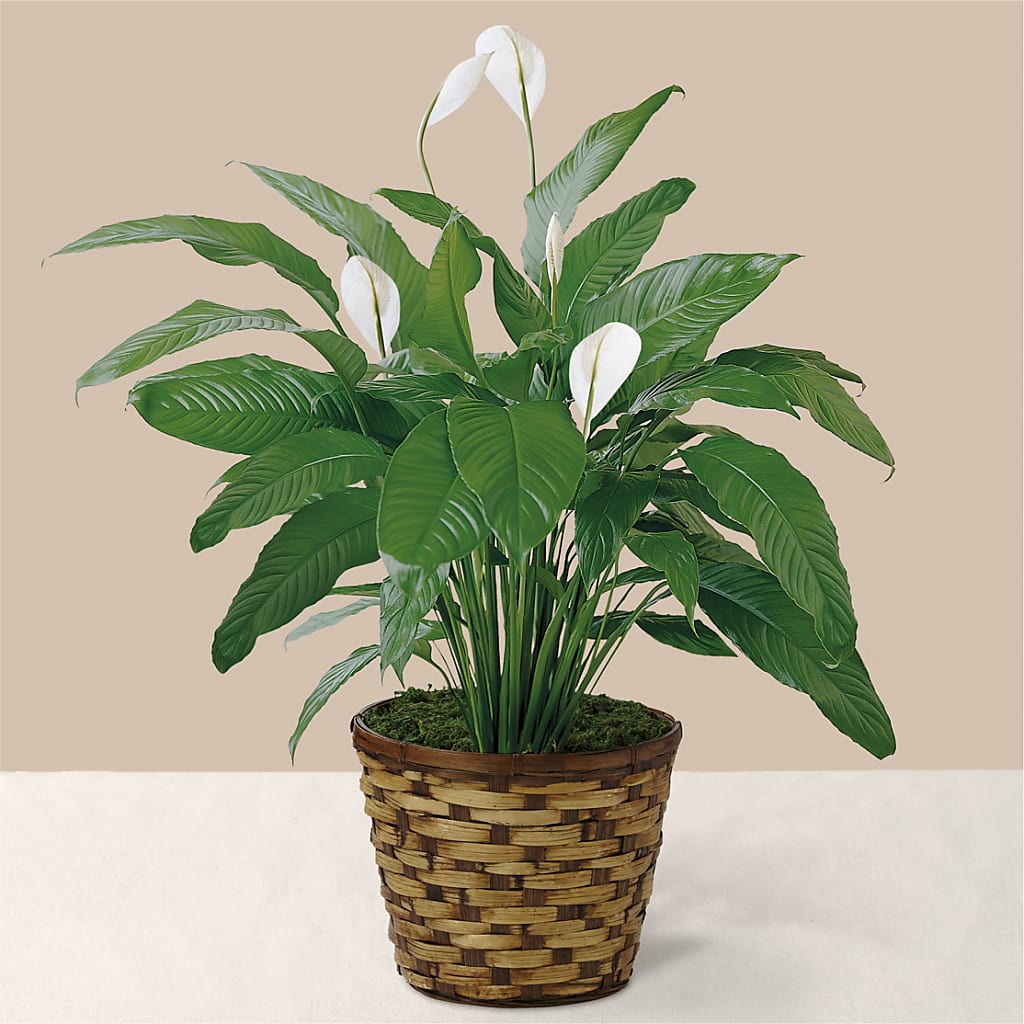 Tranquil Moments Peace Lily Plant – ANITA'S FLOWERS AND ICE CREAM LLC, Passaic NJ