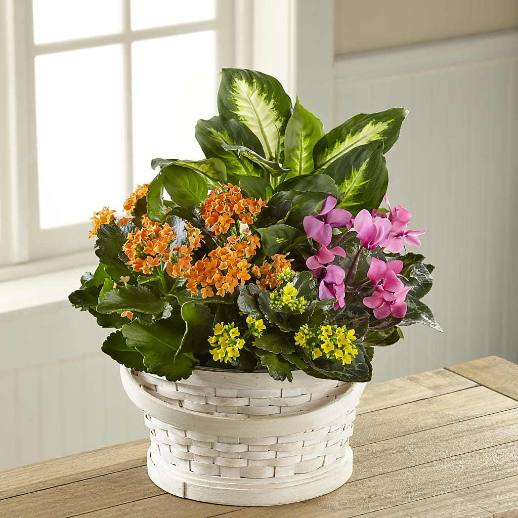 Color Crush Dishgarden – ANITA'S FLOWERS AND ICE CREAM LLC, Passaic NJ