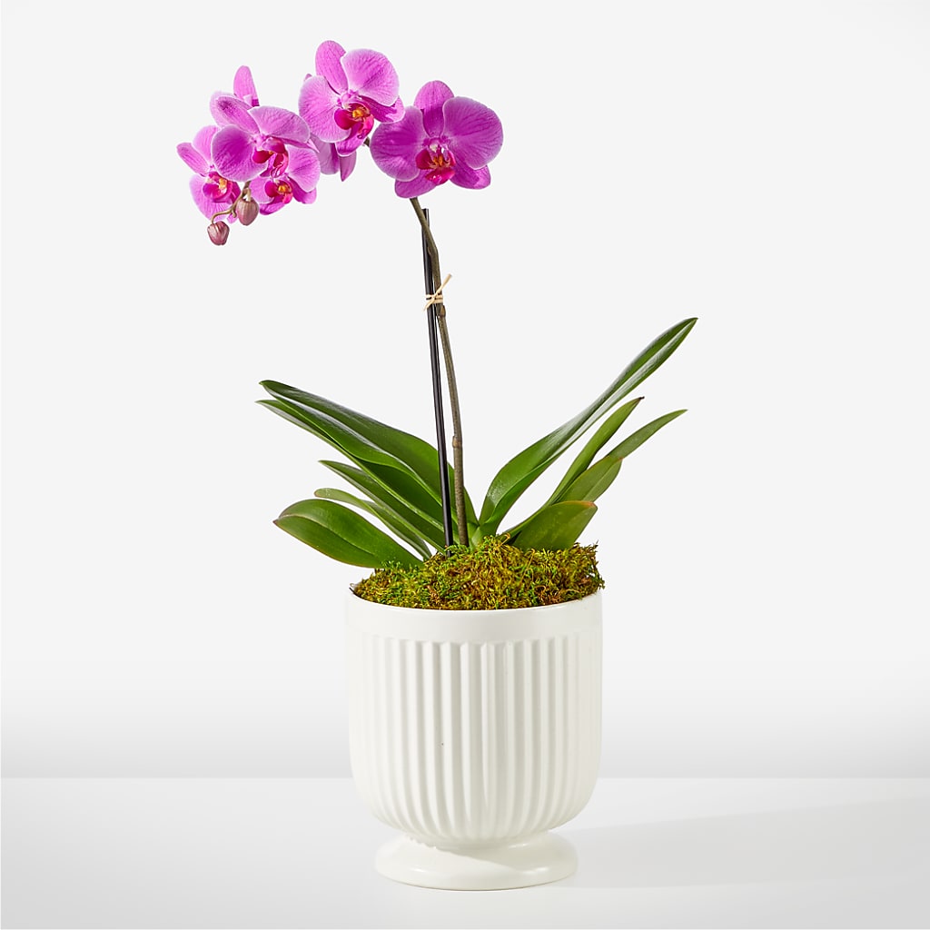 Friendly Fuchsia Orchid – ANITA'S FLOWERS AND ICE CREAM LLC, Passaic NJ