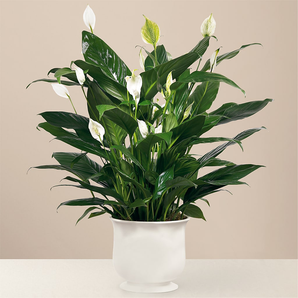 Comfort Planter – ANITA'S FLOWERS AND ICE CREAM LLC, Passaic NJ