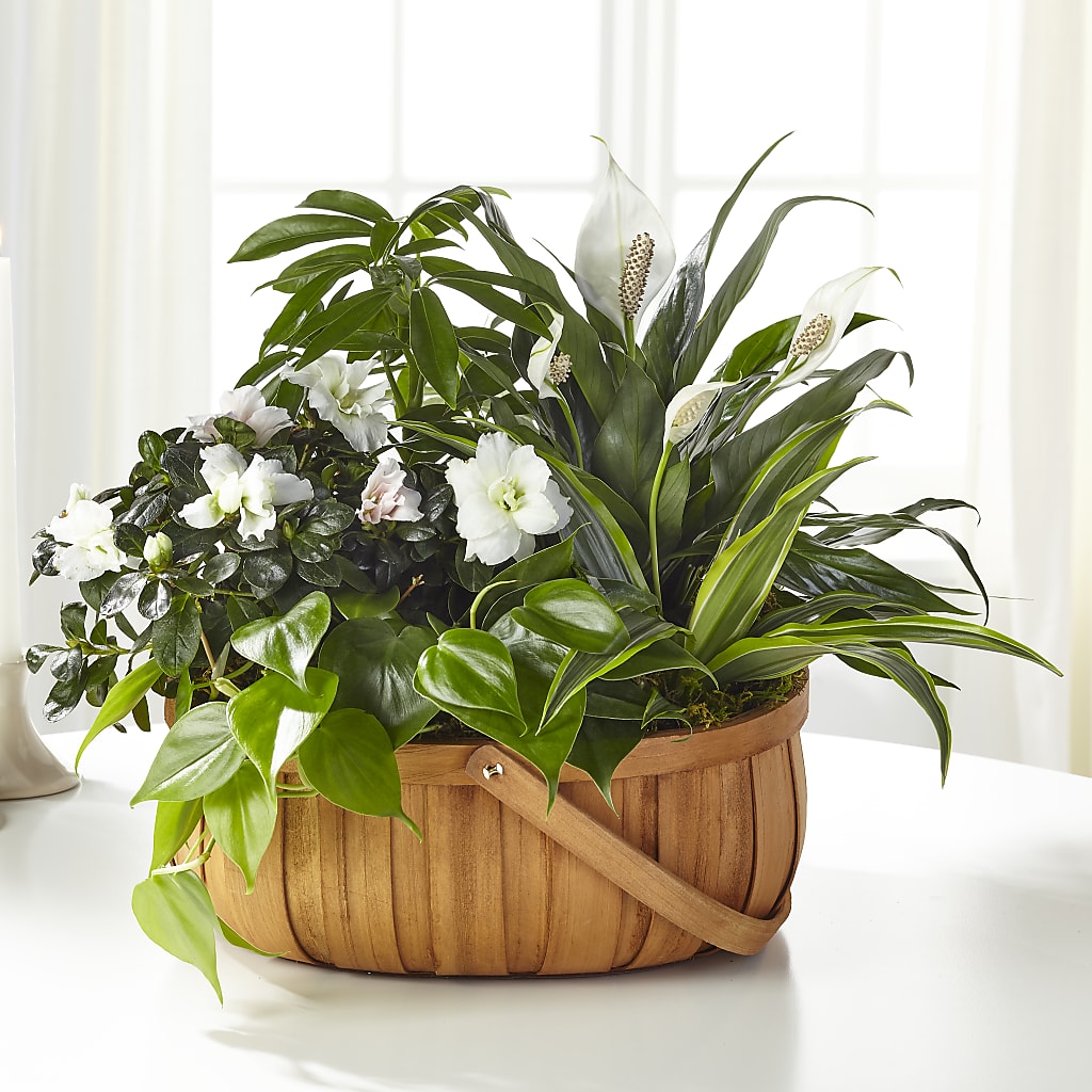 Serene Dishgarden – ANITA'S FLOWERS AND ICE CREAM LLC, Passaic NJ