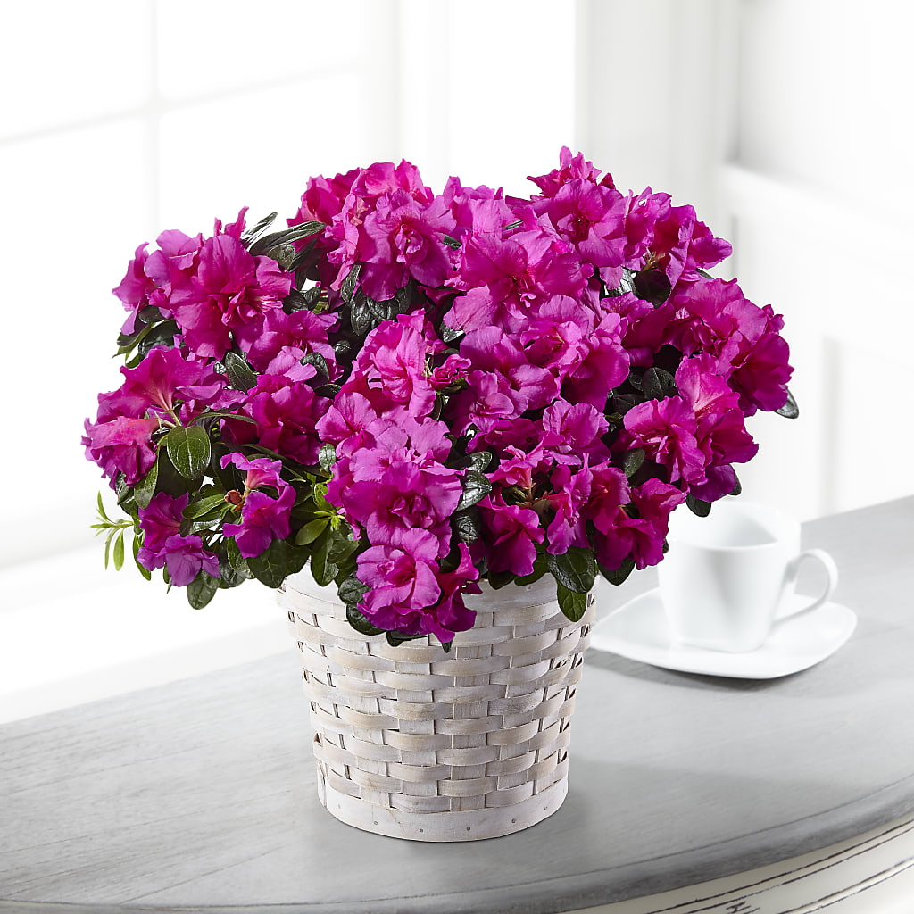 Hope & Serenity Azalea Plant – ANITA'S FLOWERS AND ICE CREAM LLC, Passaic NJ