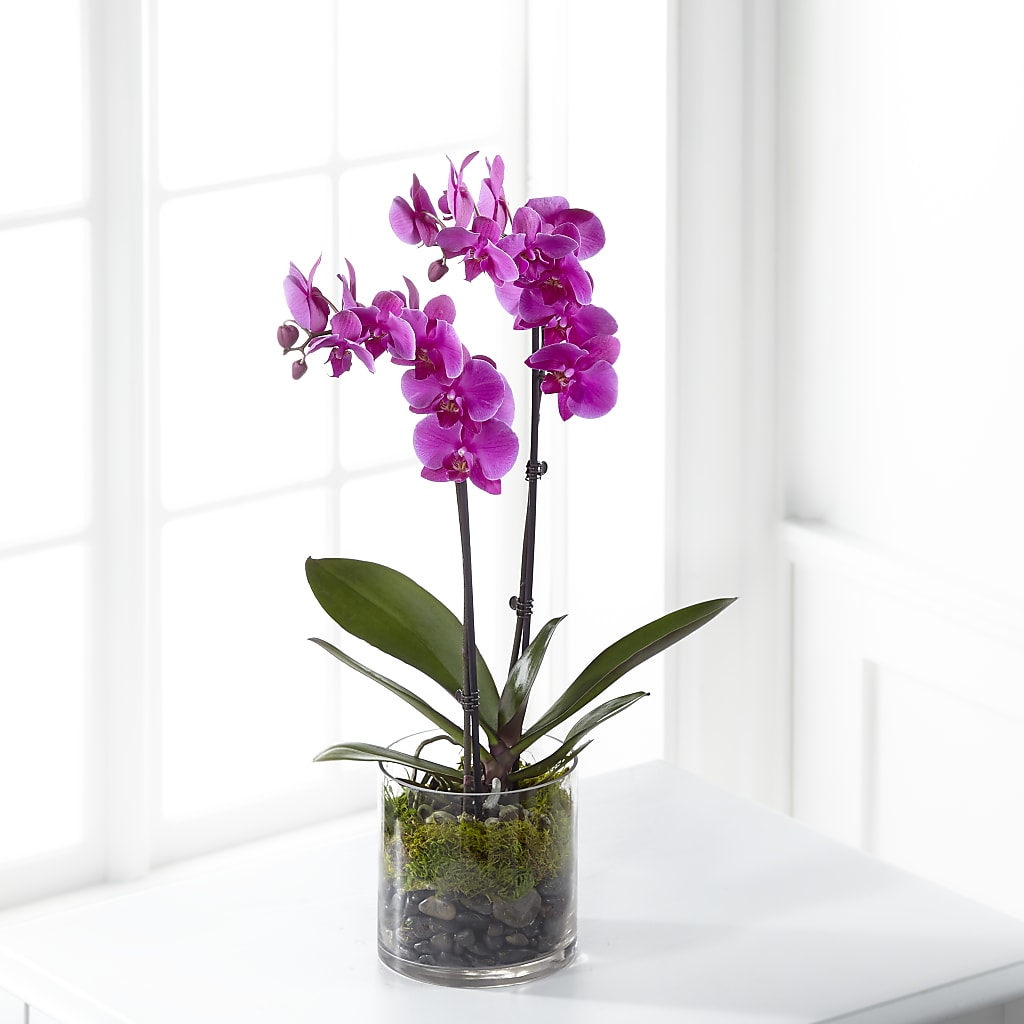 Pink Orchid Plant – ANITA'S FLOWERS AND ICE CREAM LLC, Passaic NJ