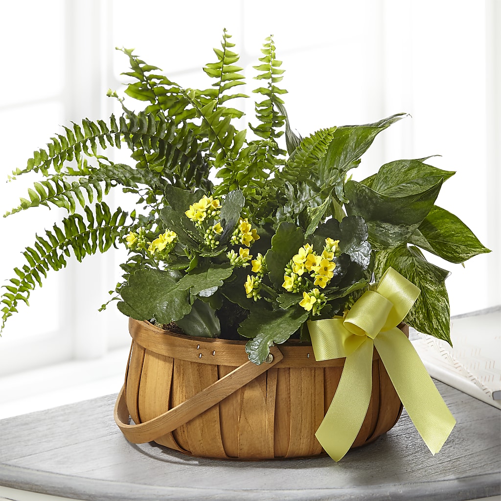 Always Dear Dishgarden – ANITA'S FLOWERS AND ICE CREAM LLC, Passaic NJ
