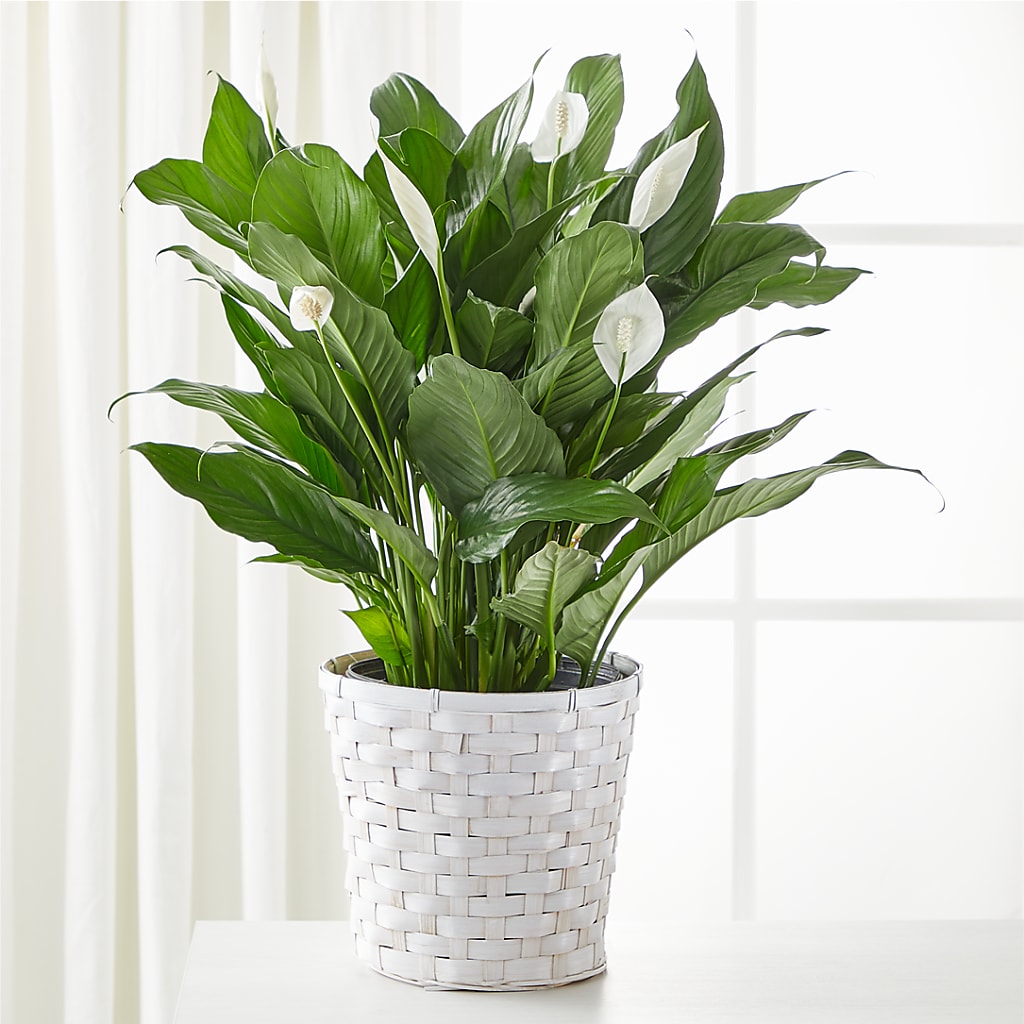 A New Leaf Peace Lily – ANITA'S FLOWERS AND ICE CREAM LLC, Passaic NJ