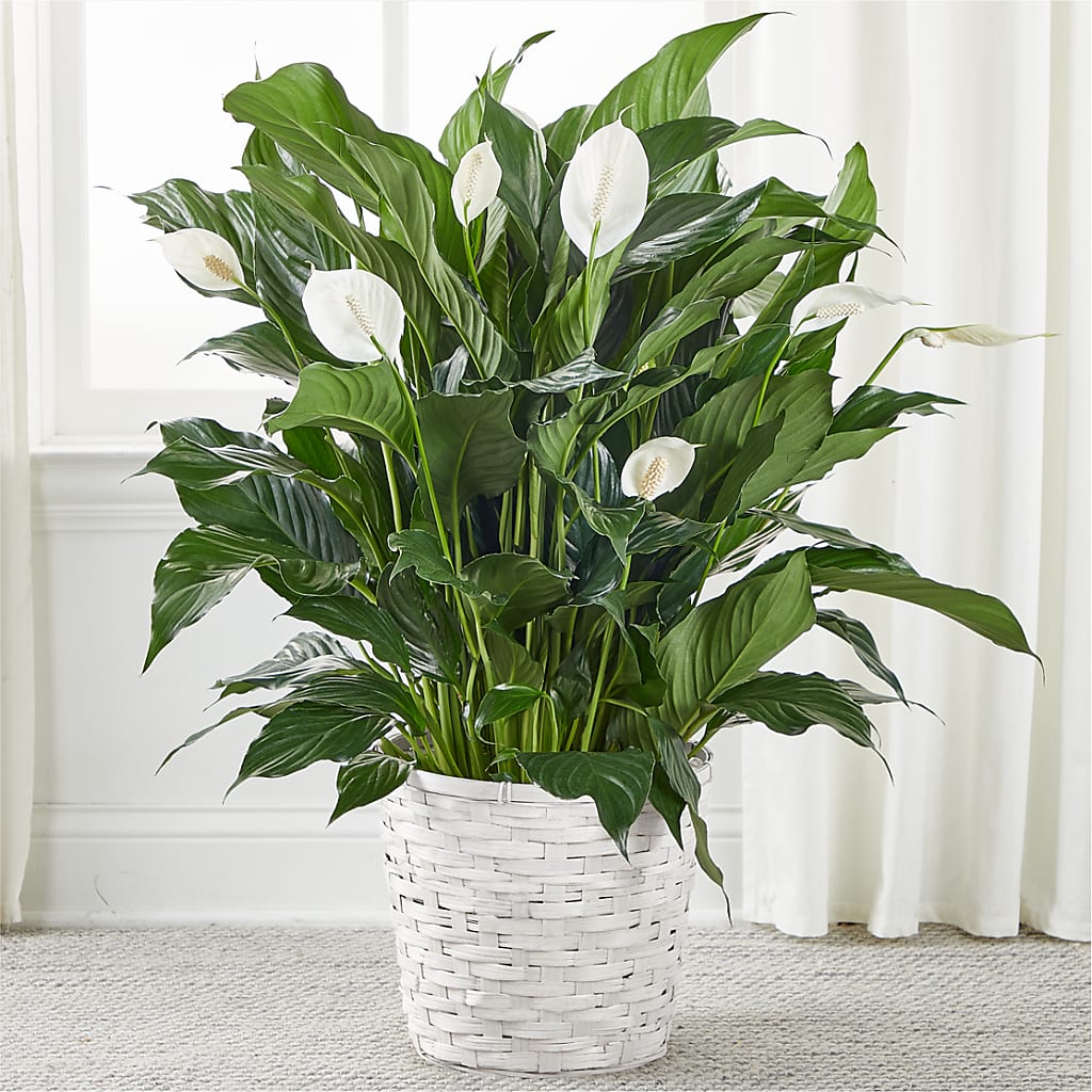 A New Leaf Peace Lily – ANITA'S FLOWERS AND ICE CREAM LLC, Passaic NJ