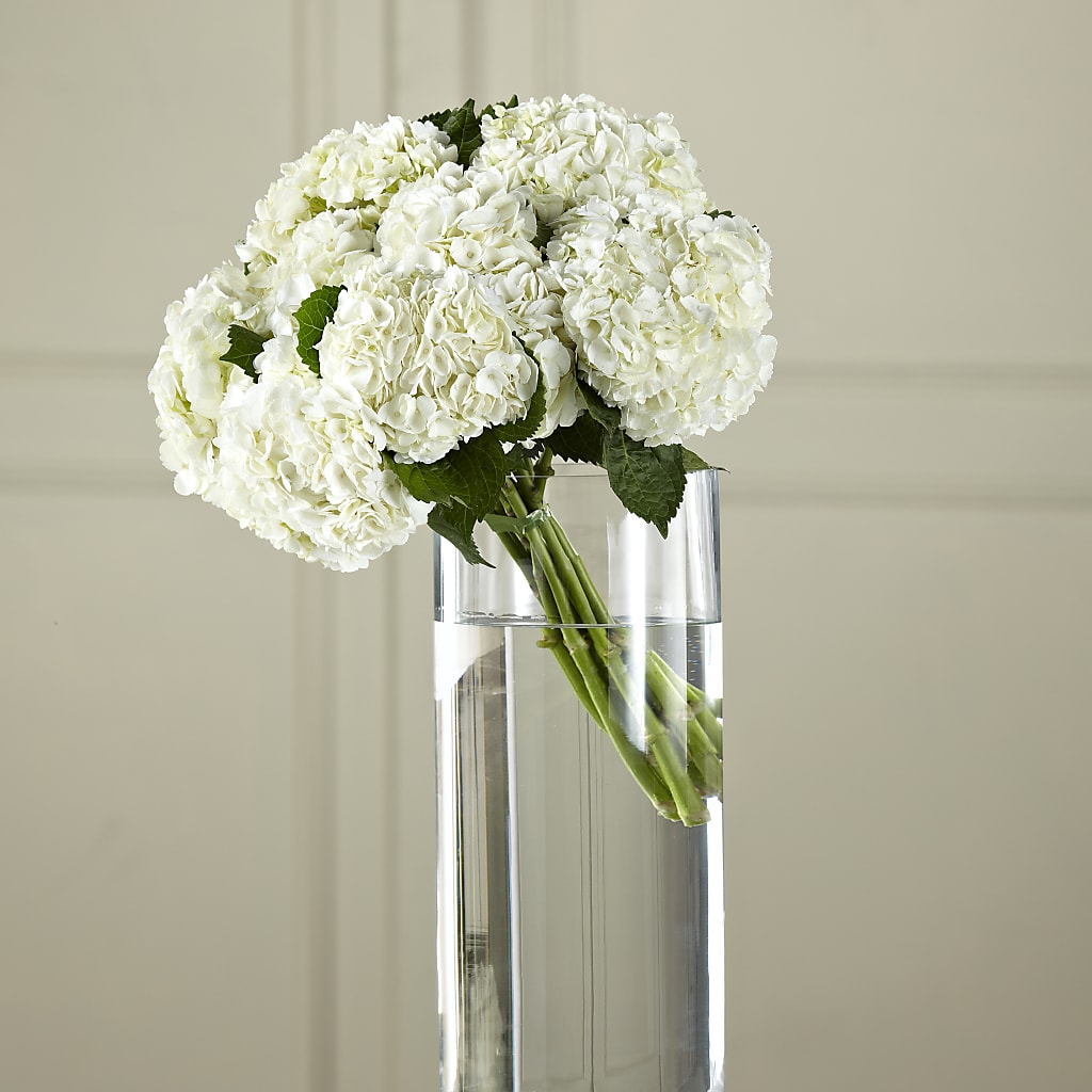 White Hydrangea Hand-Tied Bouquet – ANITA'S FLOWERS AND ICE CREAM LLC, Passaic NJ