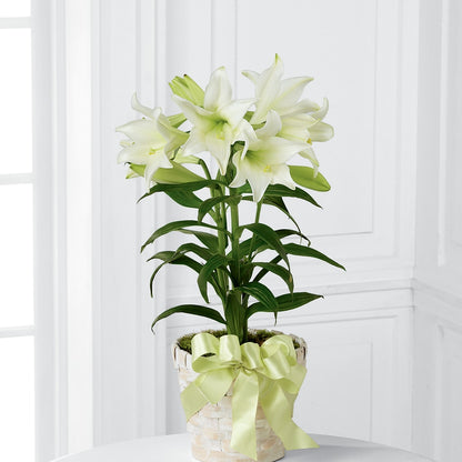 Easter Lily Plant – ANITA'S FLOWERS AND ICE CREAM LLC, Passaic NJ