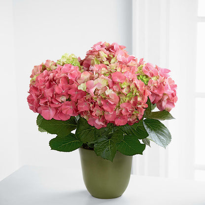 Pink Hydrangea Planter – ANITA'S FLOWERS AND ICE CREAM LLC, Passaic NJ