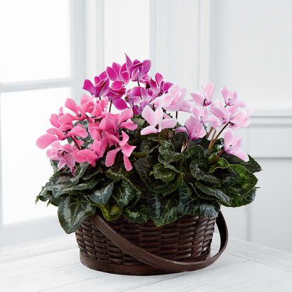 Mixed Cyclamen Planter – ANITA'S FLOWERS AND ICE CREAM LLC, Passaic NJ