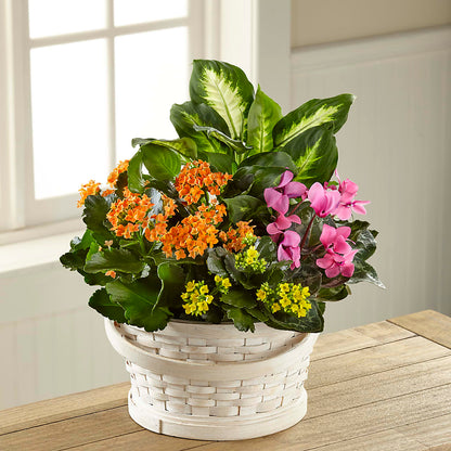 Color Crush Dishgarden – ANITA'S FLOWERS AND ICE CREAM LLC, Passaic NJ