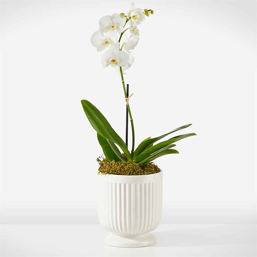 Whispering White Orchid – ANITA'S FLOWERS AND ICE CREAM LLC, Passaic NJ
