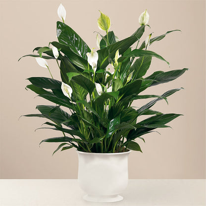 Comfort Planter – ANITA'S FLOWERS AND ICE CREAM LLC, Passaic NJ