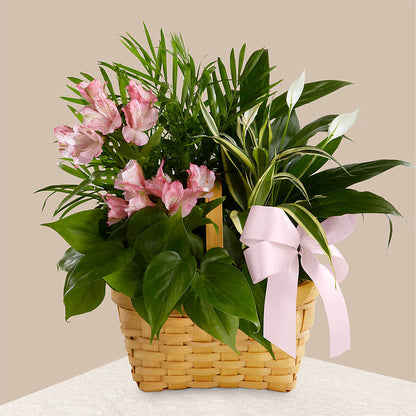 Living Spirit Dishgarden – ANITA'S FLOWERS AND ICE CREAM LLC, Passaic NJ