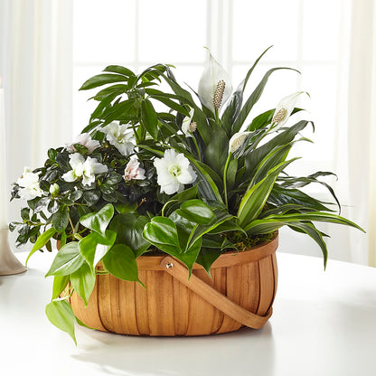 Serene Dishgarden – ANITA'S FLOWERS AND ICE CREAM LLC, Passaic NJ