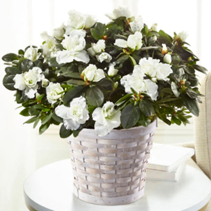 White Azalea Plant – ANITA'S FLOWERS AND ICE CREAM LLC, Passaic NJ