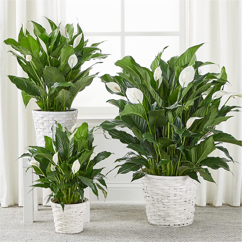 A New Leaf Peace Lily – ANITA'S FLOWERS AND ICE CREAM LLC, Passaic NJ